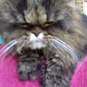 Meet your Posher, Darlene